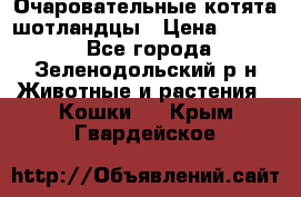 Очаровательные котята шотландцы › Цена ­ 2 000 - Все города, Зеленодольский р-н Животные и растения » Кошки   . Крым,Гвардейское